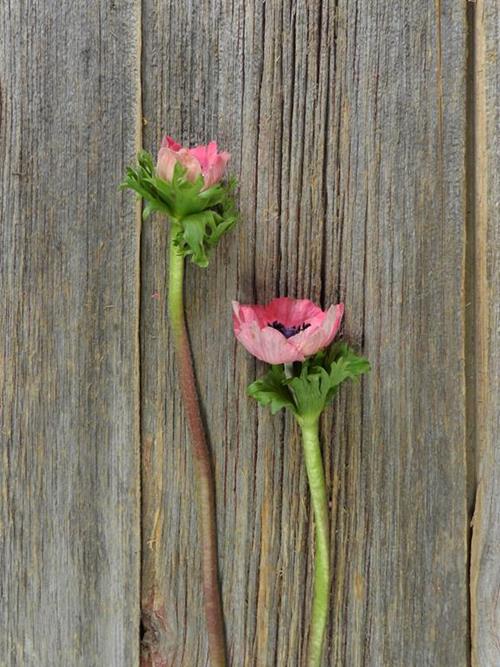  PINK ANEMONE